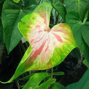 Meet your Posher, Ciony